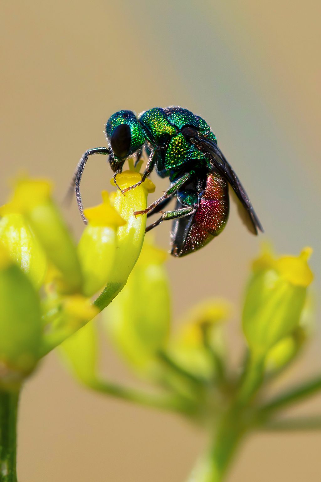 Chrysididae sp.